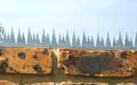 Shark Teeth Spikes